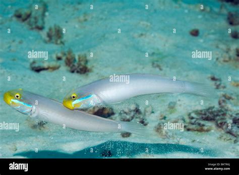 Blueband Glider Goby Hi Res Stock Photography And Images Alamy