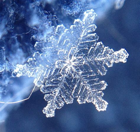 Macro iPhone images of snowflakes from a Midwest snowstorm | Snowflake images, Snowflakes real ...