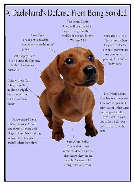 Fun Facts About The Dachshund Breed Of Dogs Dachshund Facts