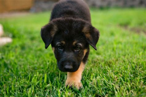 5 Tips On How To Care For German Shepherd Puppies Pit Bulls Area