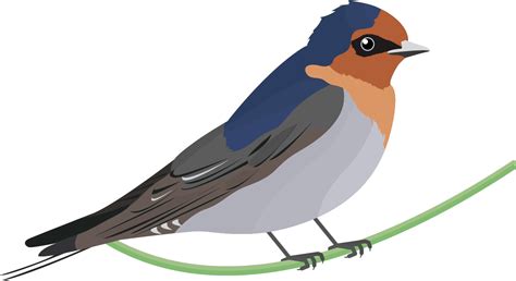 Swallow Png Transparent Image Download Size 1406x766px