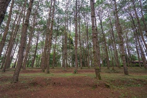 Trunks Of Tall Old Trees In A Pine Forest Stock Image Image Of