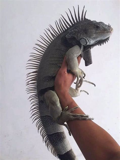 Iguanas Más Hermosas Del Mundo Y Toda Su Información Iguanas Reptiles