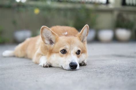 Corgi Puppy Dog Lay Down On The Floor In Summer Sunny Day Stock Photo