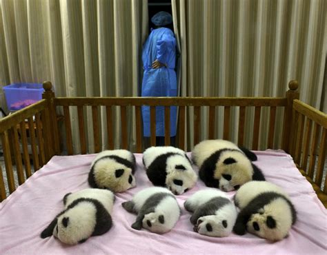 10 Arrested In China For Killing Wild Giant Panda Gallery Ebaums World