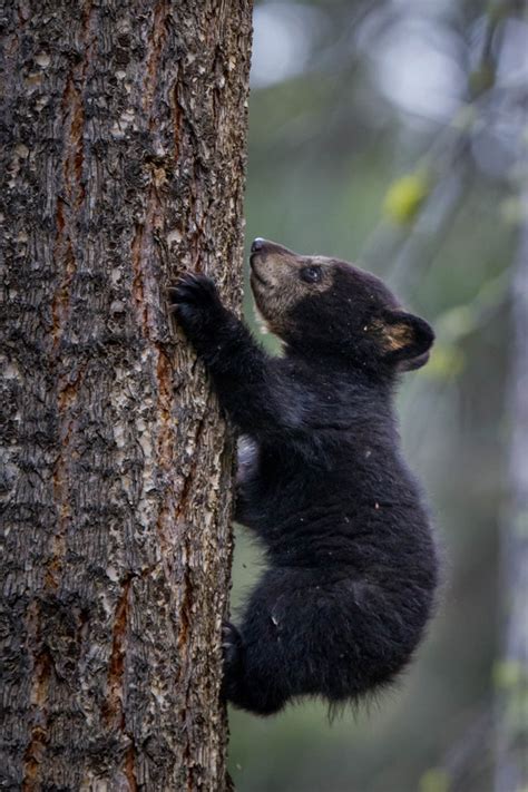 Climbing Black Bear Cub Cutie Black Bear Cub Climbing Tree