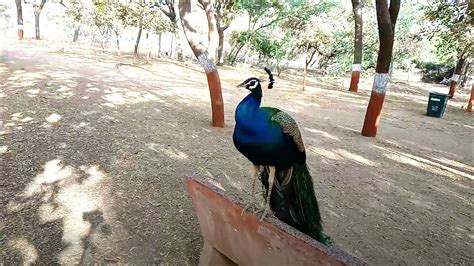 Peacock Birds In Open Garden In Gandhinagar Gujarat भारतीय मोर
