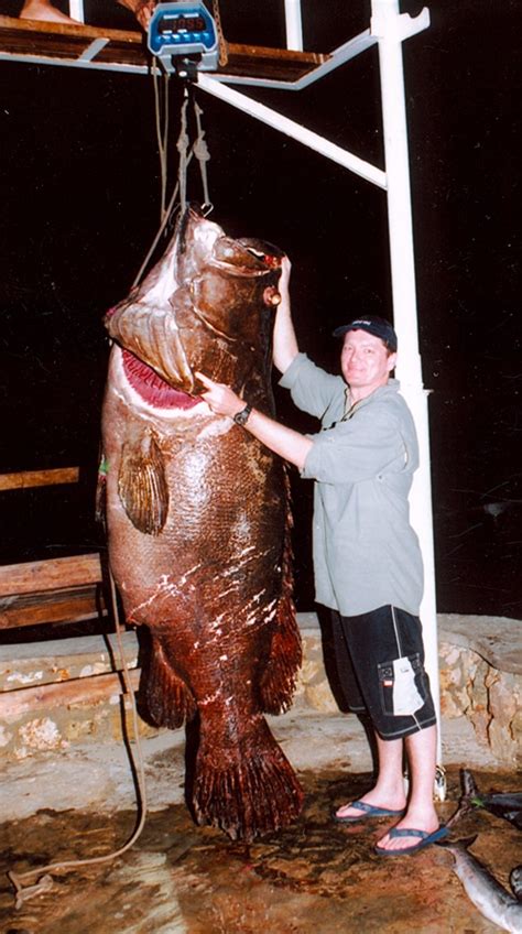 Whats The Biggest Goliath Grouper Ever Caught Jaw Dropping Records