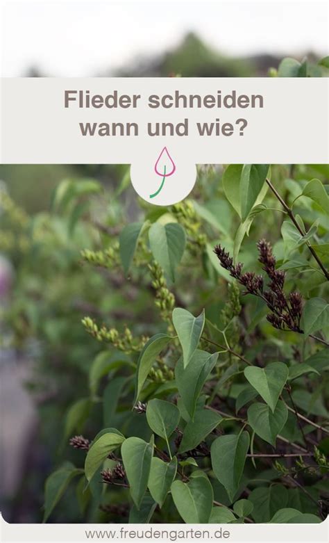 Tropischer hibiskus kann auch als kübelpflanze gedeihen Flieder schneiden | Flieder schneiden, Pflanzen und Garten ...