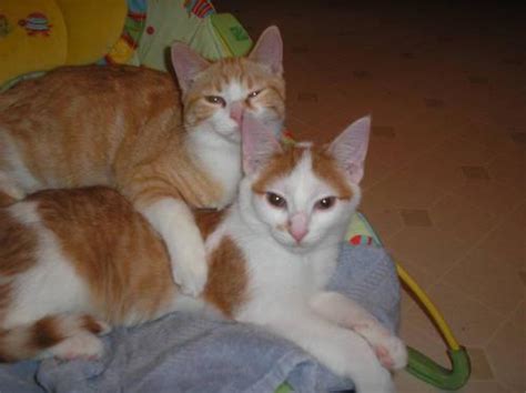 See more ideas about orange kittens, kittens, kitten. Free orange older kitten for Sale in Tecumseh, Michigan ...