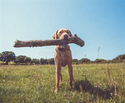 Dog Carrying Big Stick