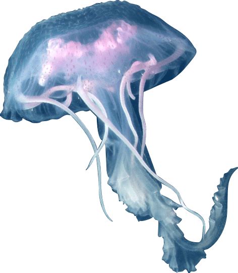 Jellyfish Png Images Transparent Free Download Pngmart