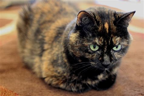20 Things You Didnt Know About Tortoiseshell Cats