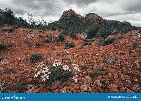 Sedona Is A Red Rock City In Arizona United States Of America Red