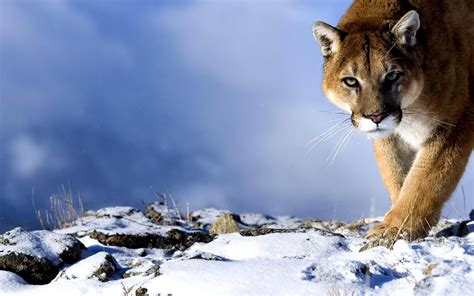 Cougar Full Hd Wallpaper And Background Image 1920x1200 Id217628