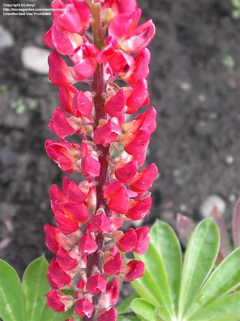 Plantfiles Pictures Lupinus Russell Lupin Russell Lupine Russell