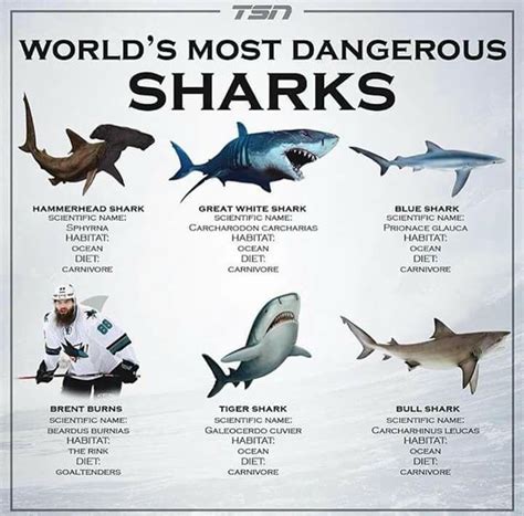 Sharks On Pholder 1000 Sharks Images That Made The World Talk