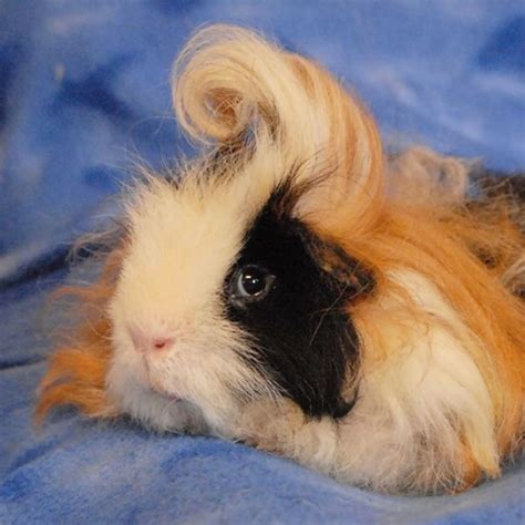 10 Guinea Pigs With The Most Majestic Hair Ever Photos Page 5 Of 6