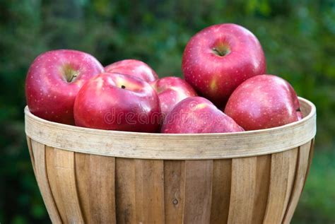Apples In A Basket Stock Photo Image Of Fruit Fall 11136778