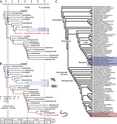 Time Calibrated Phylogeny Of Temnospondyls Illustrating The Major