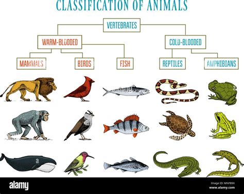 Classification Of Reptiles Banque Dimages Vectorielles Alamy