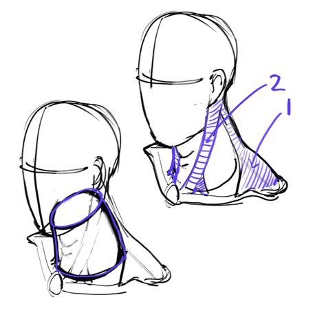 How To Draw The Neck A Step By Step Guide Gvaats Workshop Drawing