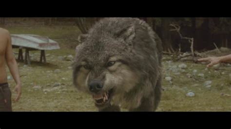 Wolf Packs In Breaking Dawn Part 2 Youtube