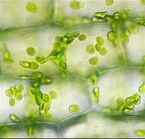 FOTOSÍNTESIS Clorofila Vista a Microscopio