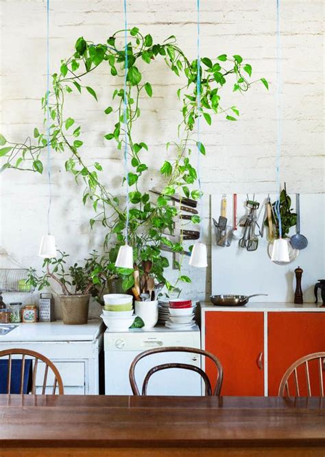 25 Exceptional Indoor Hanging Plants For You