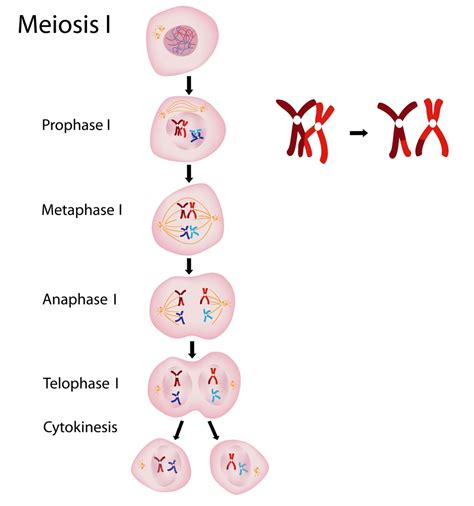 Meoisis Phases Plant And Animal Reproduction At The Cell Level Udemy