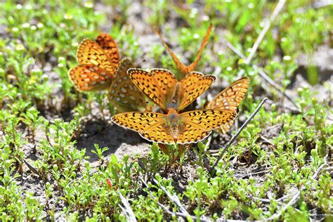 Butterfly Gathering Photograph By Jeff Macklin Fine Art America