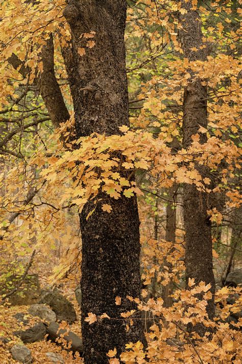 Golden Maple Forest Photograph By Saija Lehtonen Fine Art America
