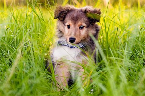 Shetland Sheepdog Dog Breed Information And Characteristics