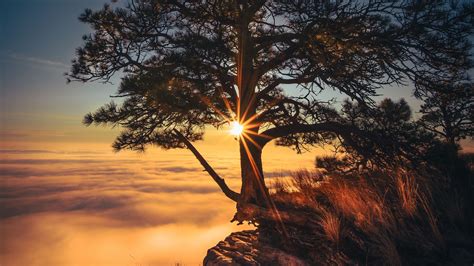 Download Wallpaper 2560x1440 Tree Cliff Fog Sunrise Dawn Morning