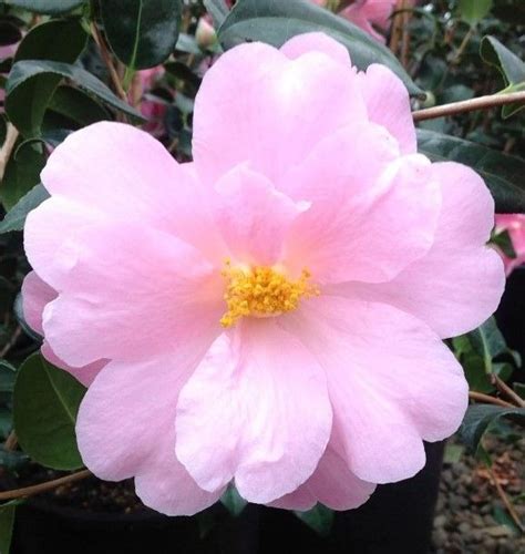 Camellia ‘pink Icicle