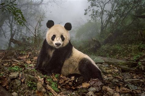 Pandas Gone Wild