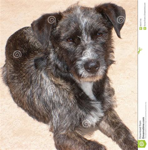 The wire fox terrier is descended from the rough coated black and tan terrier and was used for. Brown, Grey And White Wire Haired Terrier Face On Stock ...