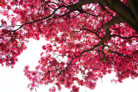 Free Photo Cherry Blossom Tree Blooming Blossoms