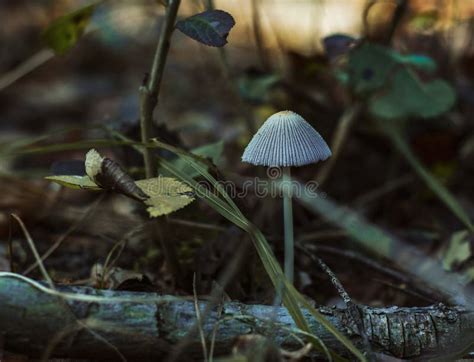 Wild Non Edible Mushroom In Dark Woodland Wild Mushrooms In Autumn