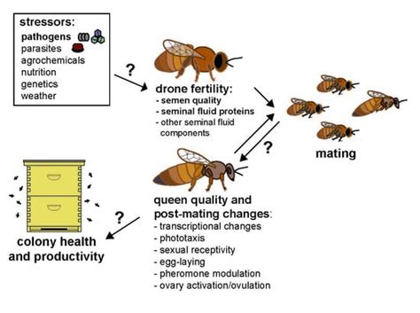Insects Free Full Text Putative Drone Copulation Factors Regulating
