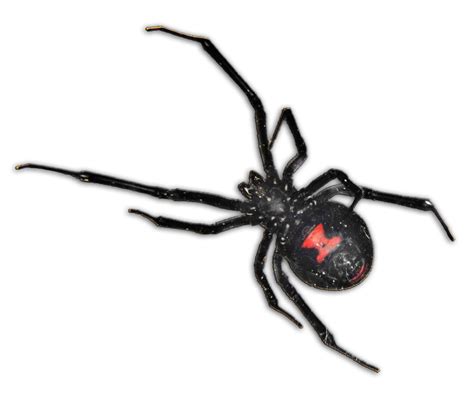 Black Widow Spider Pcs Gilbert Az Pest Control Phoenix Az Pest