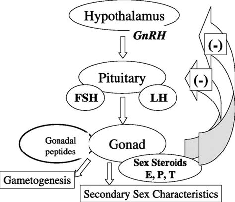 Sexual Hormones Domemzaer