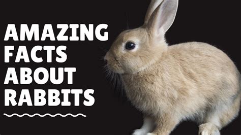 Top 10 Facts About Rabbit Youtube Otosection