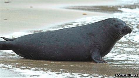 Rescued Aberdeen Black Seal Pup Released Back Into Wild Bbc News