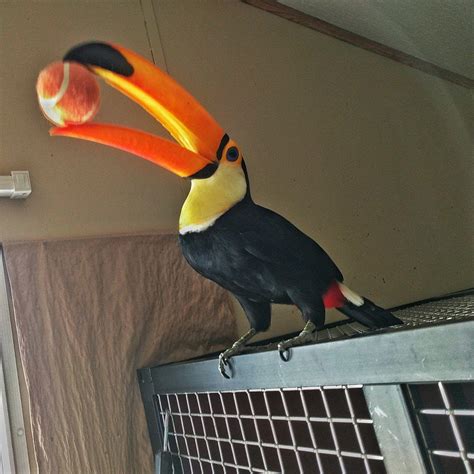 This Baby Toucan Acts Like A Puppy What She Does Next Is Really