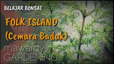 Bahan Bonsai Norfolk Island Pinecemara Badak Youtube