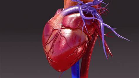 Demystifying Electrophysiology Understanding The Basics Of Cardiac