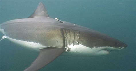 The Best Shark Dive In The World Taggings Gw Sharks In New Zealand