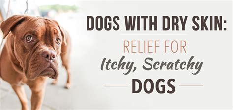 Dogs With Dry Skin Relief For Itchy Scratchy Dogs Dog Dry Skin
