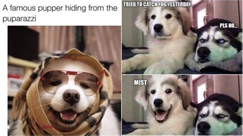 Camperdown Funny Dog Memes Covid